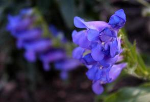 Blaue lila Wildblumen in den Colorado Rocky Mountains foto
