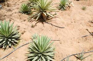 eine große, grüne, frische Aloe-Pflanze, die in der Wüste mit langen, saftigen Blättern vor dem Hintergrund exotischen, ungewöhnlichen tropischen Sandes wächst. der Hintergrund foto