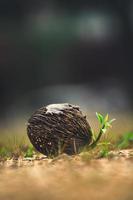 cerbera odollam Samen foto