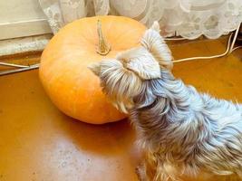 Oranger Kürbis mit dicker Haut. neben einem kleinen Yorkshire-Terrier. ein kleiner Hund neben einem großen Gemüse. Gesunder veganer Kürbis zum Mittagessen foto