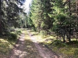 schöne szenische Waldschotterstraße mit Furchen in einem grünen Wald des Kiefernkriegers foto