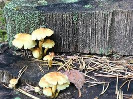 Verschiedene holzige, köstliche Pilze auf dem Baumstamm eines Baumstamms, der mit natürlichem grünem Moos und Gras mit Blättern im Wald bedeckt ist. foto