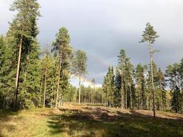 grüner dichter natürlicher nadelwald mit weihnachtsbäumen und kiefern und forststraße gegen den himmel und regenbogen foto