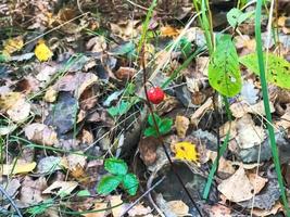 Eine kleine einsame rote Beere in hellem Herbstgelb und frischen grünen Blättern und Gras im Wald. der Hintergrund foto