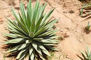 eine große, grüne, frische Aloe-Pflanze, die in der Wüste mit langen, saftigen Blättern vor dem Hintergrund exotischen, ungewöhnlichen tropischen Sandes wächst. der Hintergrund foto