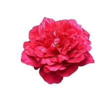 Nahaufnahme rot-rosa einzelne Rosenblüten isoliert auf weißem Hintergrund. die Seite der exotischen Blumen. foto