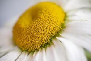 Die Mitte eines Gänseblümchens ist eine Nahaufnahme. Makrofotografie einer Blume. mittlerer Plan, selektive Momentaufnahme. selektiver Fokus. foto