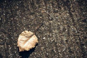 trockenes Blatt auf dem Boden foto