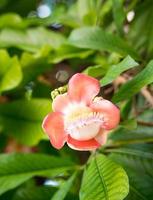 Kanonenkugelblume oder Salblumen Couroupita Guianensis auf dem Baum foto