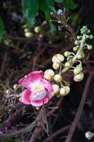 Shorea robusta Couroupita Guianensis auf dem Baum foto