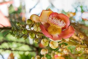 Kanonenkugelblume Couroupita Guianensis auf dem Baum foto