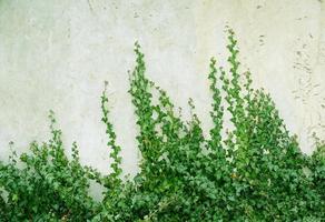 grüne Efeublätter kräuseln die grau verputzte Wand. strukturierter hintergrund der blätter. grüne pflanzenwandtextur für hintergrunddesign und ökowand und gestanzt für kunstwerke. Alte Putzwand mit Rissen. foto
