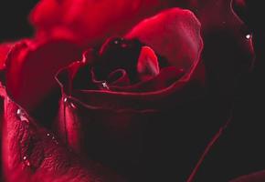 rote Rose im Dunkeln foto