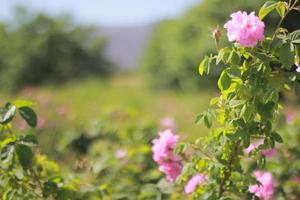 schöne rosa Blumen foto