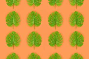 tropische palmmonsterblätter liegen auf einem pastellfarbenen papier. Natur-Sommer-Konzeptmuster. flache Laienzusammensetzung. Ansicht von oben foto