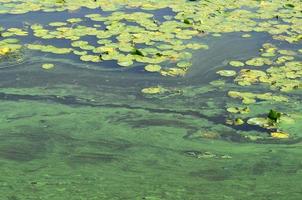 die Oberfläche eines alten Sumpfes, der mit Wasserlinsen und Lilienblättern bedeckt ist foto