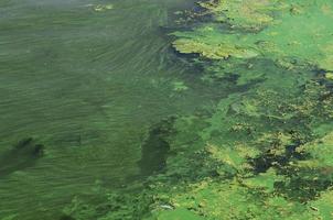 die Oberfläche eines alten Sumpfes, der mit Wasserlinsen und Lilienblättern bedeckt ist foto