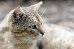 Trauriges Schnauzenporträt einer grau gestreiften Tabby-Katze mit grünen Augen, selektiver Fokus foto