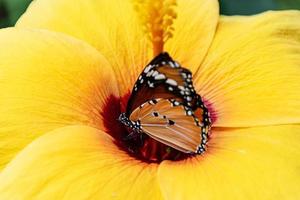 Schmetterling auf einer gelben Hibiskusblüte foto