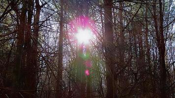 Sonne durch Bäume foto