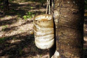 Gummibaumplantage. milchiger Latex, der aus dem Gummibaum gewonnen wird. selektiver Fokus. foto