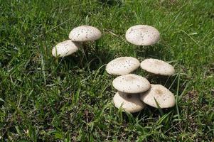 Pilzregenschirm auf grünem Gras. Chlorophyllum-Molybdite. selektiver Fokus. foto