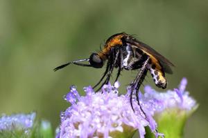 Makroaufnahme der Toxophora-Fliege. selektiver Fokus. Makrofotografie. foto