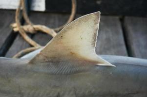 Closeup Haifischflosse mit selektivem Fokus. ein Hai, der von einem einheimischen Fischer gefangen wurde. foto