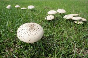 Pilzregenschirm auf grünem Gras. Chlorophyllum-Molybdite. selektiver Fokus. foto