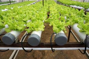 hydroponischer Salat in hydroponischem Rohr. Hydrokultur-Gemüsefarm. foto