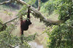 Orang-Utan-Mutter mit Baby auf den Bäumen. Lage im Kutai Nationalpark, Ostkalimantan, Indonesien. selektiver Fokus. foto