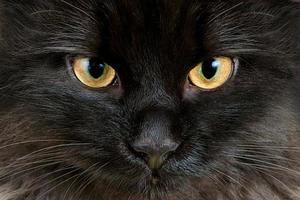gelbe Augen der schwarzen Katze Nahaufnahme