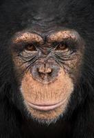 Nahaufnahme eines Schimpansen, der in die Kamera schaut, Pan Höhlenbewohner foto