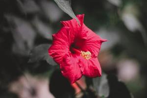 Nahaufnahme der roten Hibiskusblüte foto