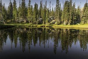 Baumreflexionen an Burgseen foto