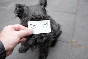 Die männliche Hand hält ein weißes Papier mit gezeichneten bösen Augen, das einen Teil der Schnauze eines schwarzen Hundeschnauzers bedeckt. foto