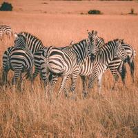 Herde von Zebras foto