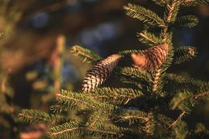 Nahaufnahme Fotografie von Tannenzapfen in goldenem Sonnenlicht foto