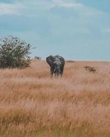 grauer Elefant in der afrikanischen Savanne foto