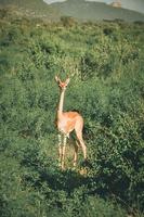 Antilope auf einem Feld foto