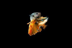 Halbmond Betta Fisch auf schwarzem Hintergrund foto