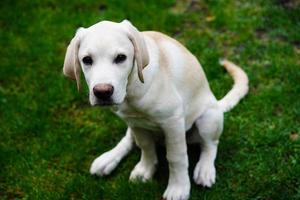 Kurzhaariger britischer Labrador Retriever 4 Monate alt foto