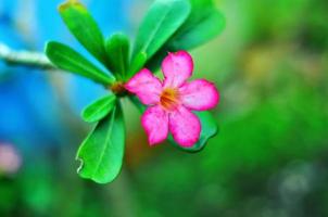 Frangipani-Blütenpflanze auf verschwommenem Hintergrund foto