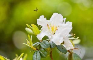 Weiße Azaleenblume, die im Naturgarten blüht - Rhododendron ericaceae Blume wilde Rose in Thai foto