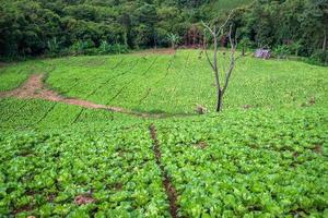 landschaft landwirtschaftlich bergbauernhof kohlfeld auf hügellandschaft asien foto