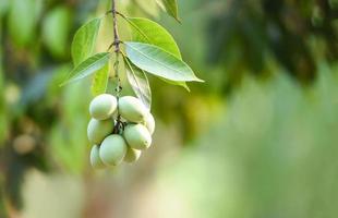 Pflaumen-Mango-Tropenfrucht am Baum im Sommer foto