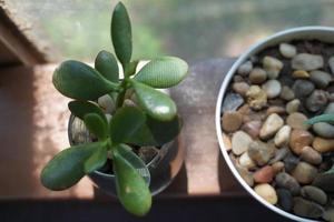 Verschiedene Arten von Minikakteen, Zebrapflanzen, Echeveria kalanchoe saftige Zimmerpflanzen Tontöpfe auf gestreiftem Tischwäschehintergrund foto