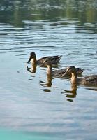 Drei wilde Stockenten schwimmen in der Nähe des Ufers des Sees. foto