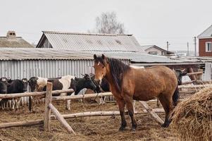 Braunes Pferd schaut direkt in die Kamera mit schwarzen und weißen Kühen im Hintergrund. foto