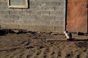 Katze im Hinterhof, vor dem Hintergrund einer grauen Wand, bei Sonnenuntergang foto